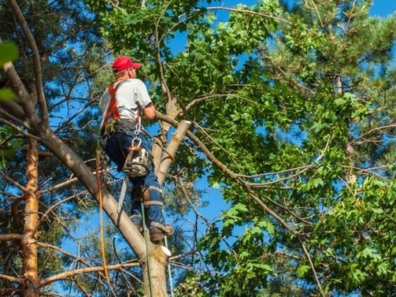featured image - Do I Need Tree Service in RI for Healthy Trees? | a Property Owner’s Guide