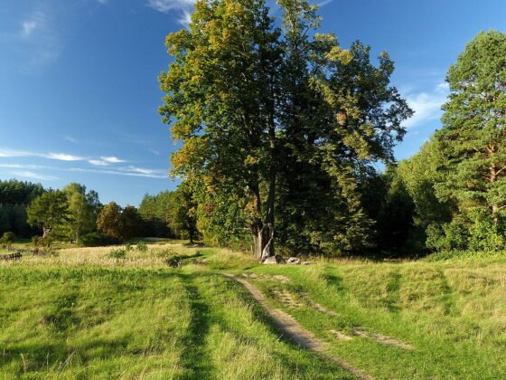 featured image - Most Important Considerations When Buying Land to Build Your Custom Home