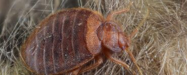 featured image - What Bugs Look Like Bed Bugs