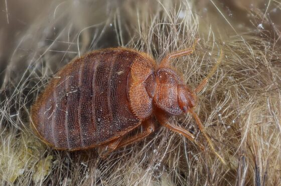 featured image - What Bugs Look Like Bed Bugs