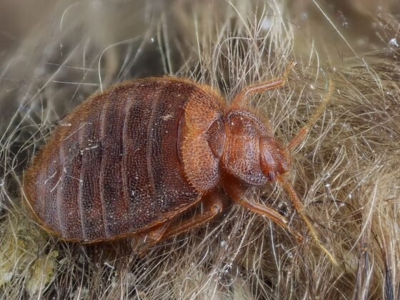 featured image - What Bugs Look Like Bed Bugs