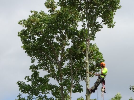 featured image - What Can Local Tree Surgeons Do for You