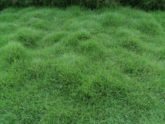 featured image - How to Lay Bermuda Grass Sod