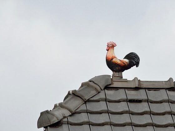 featured image - Understanding Different Types of Roof Survey