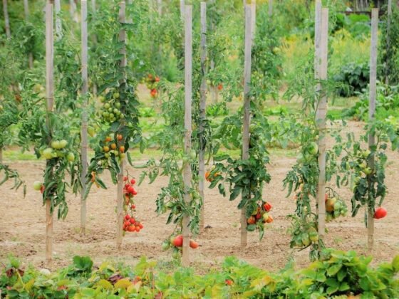 featured image - How to Build a Vegetable Garden?