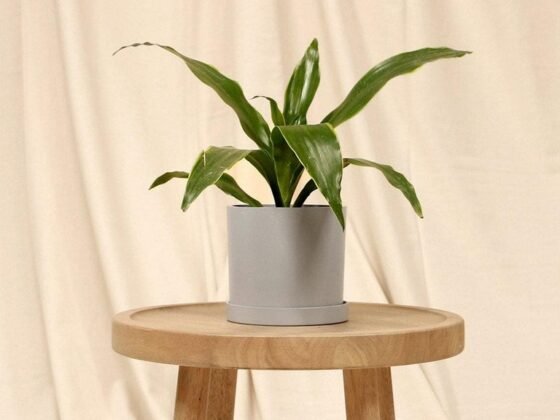 featured image - Corn Plants Care Guide Growing Information and Tips