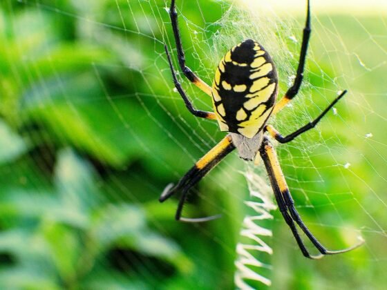 featured image - The Complete Guide on How to Get Rid of Spiders in Your Garden