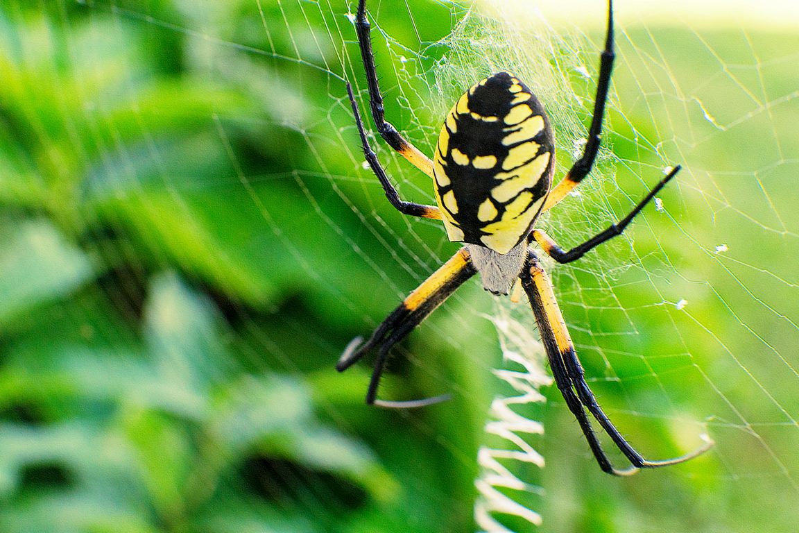 featured image - The Complete Guide on How to Get Rid of Spiders in Your Garden