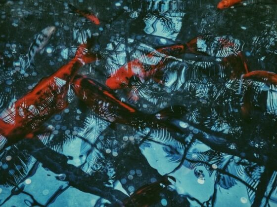 featured image - What is a Koi Fish Pond and How Does it Differ From Ordinary Ponds?