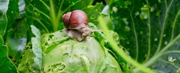 featured iamge - 5 Tips to Prevent Pests from Invading your Garden