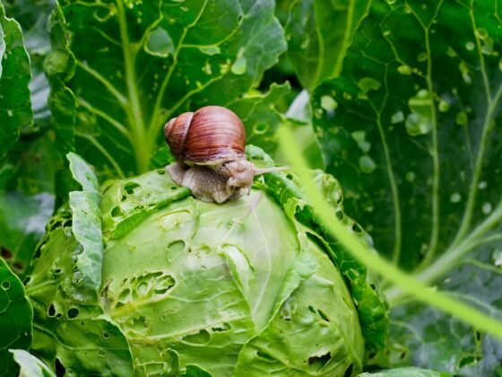 featured iamge - 5 Tips to Prevent Pests from Invading your Garden