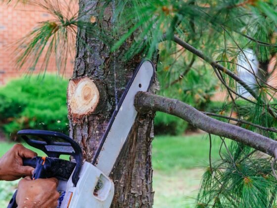 featured image - 4 Ways Professional Tree Services Impact Your Home Value