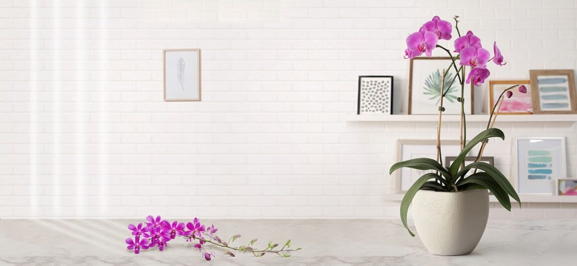 featured image - 8 Low-Maintenance Flowering Houseplants to Welcome Home This Season