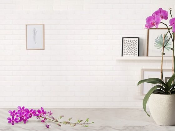 featured image - 8 Low-Maintenance Flowering Houseplants to Welcome Home This Season