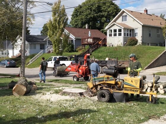 featured image - Do I Need Council Approval to Remove a Tree