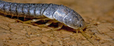 featured image - Having Silverfish Infestations Here is What to Do