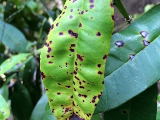 featured image - Prevention is Protection A Guide to Fungal Diseases in Plants
