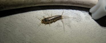 featured image - Top 5 Pests That Live in Basements