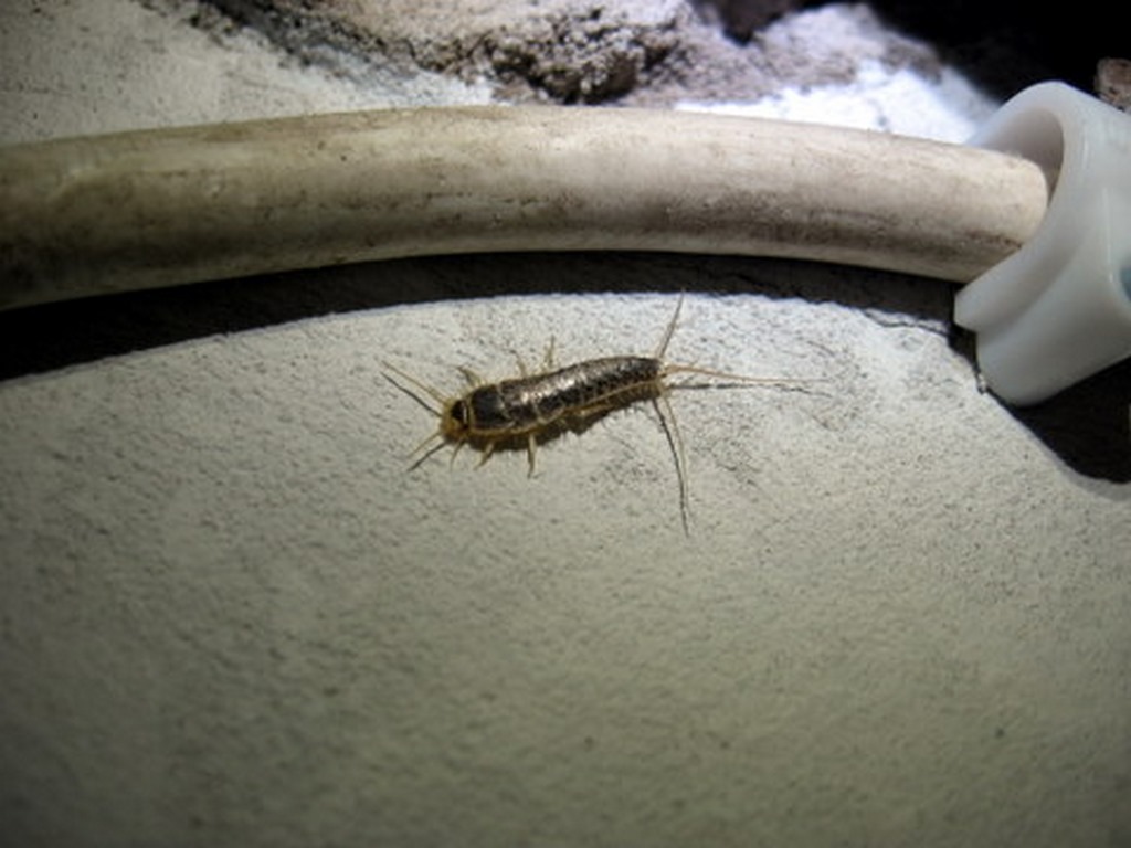 image - Top 5 Pests That Live in Basements