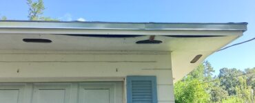 featured image - What to Do About Birds in The Soffit of Your Home