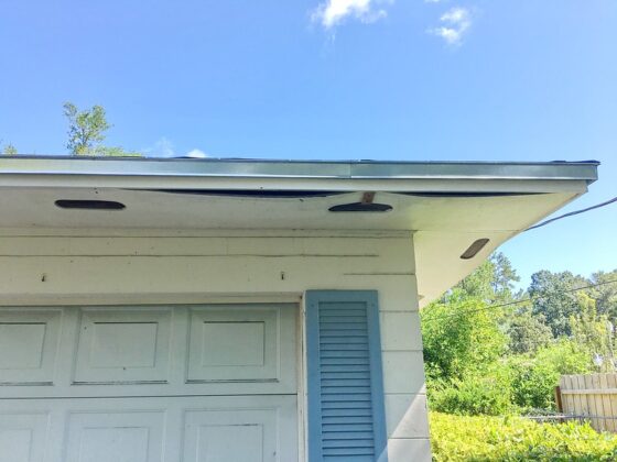 featured image - What to Do About Birds in The Soffit of Your Home