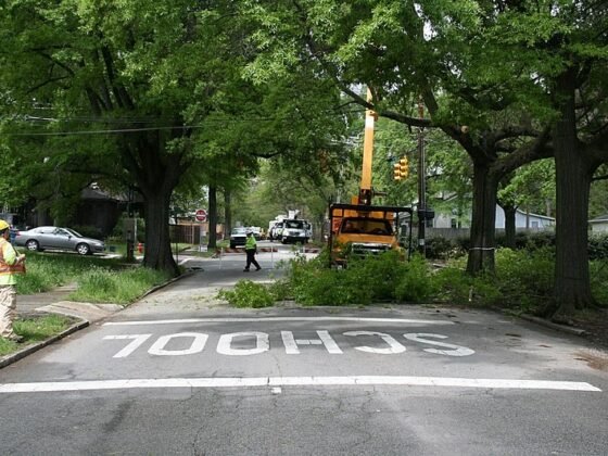 featured image - 5 Obvious Signs That Indicate You Need to Hire a Professional Tree Maintenance Company