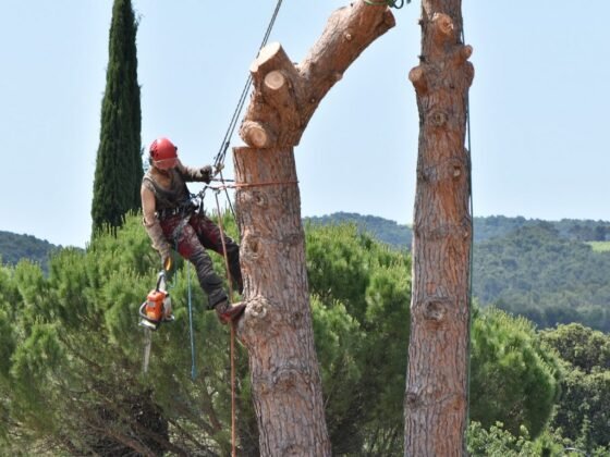 featured image - Can Cutting Branches Kill Trees?