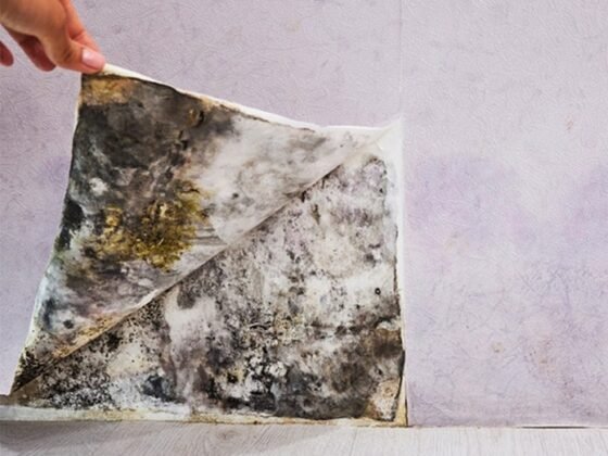 featured image - Help! I've Noticed Mold Growth in My Home