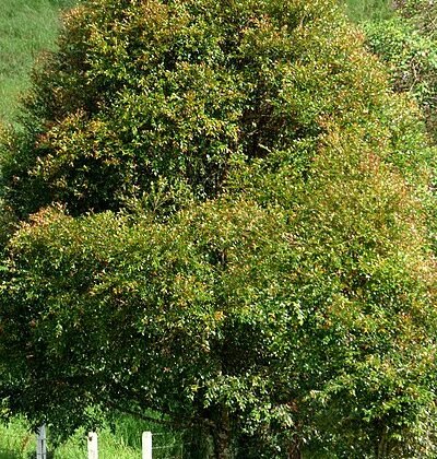 featured image - How Fast Does Lilly Pilly Resilience Grow?