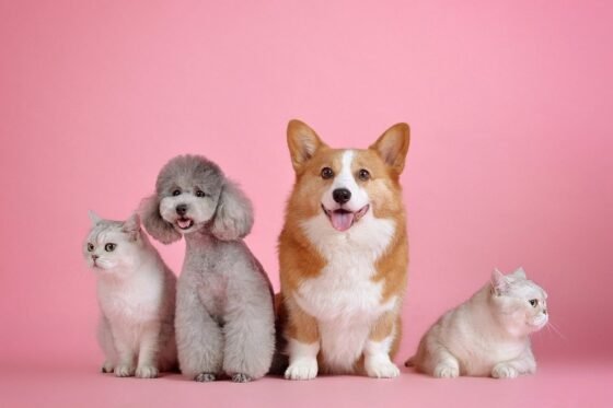 featured image - How to Care for your Pets