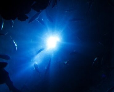 featured image - How to Choose the Perfect Dive Lights for Safe Underwater Travels