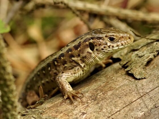 featured image - Lizards, Snakes & Slow Worms How to Attract Them to Your UK Garden