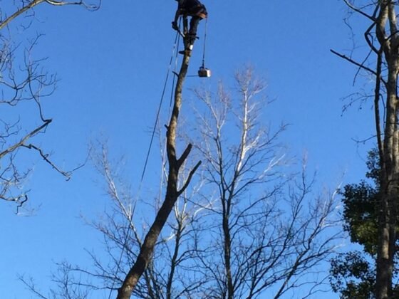 fetaured image - The Importance of Tree Trimming to Maintain Your Roof