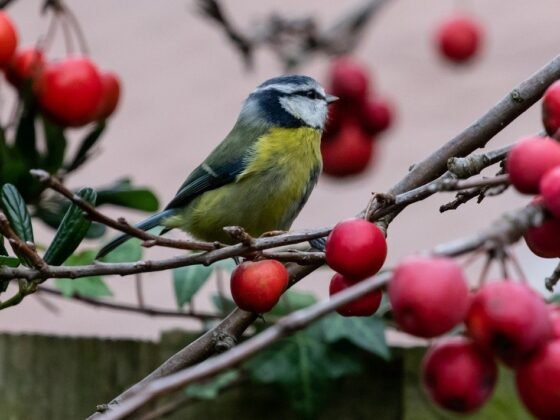 featured image - Top Tips for Bird Proofing Your Garden