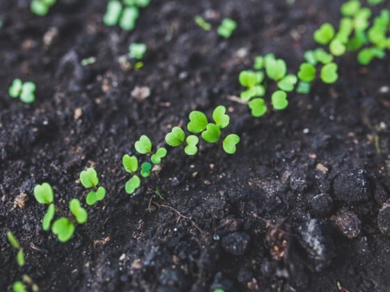 featured image - What Are the Indicators of a Healthy Soil