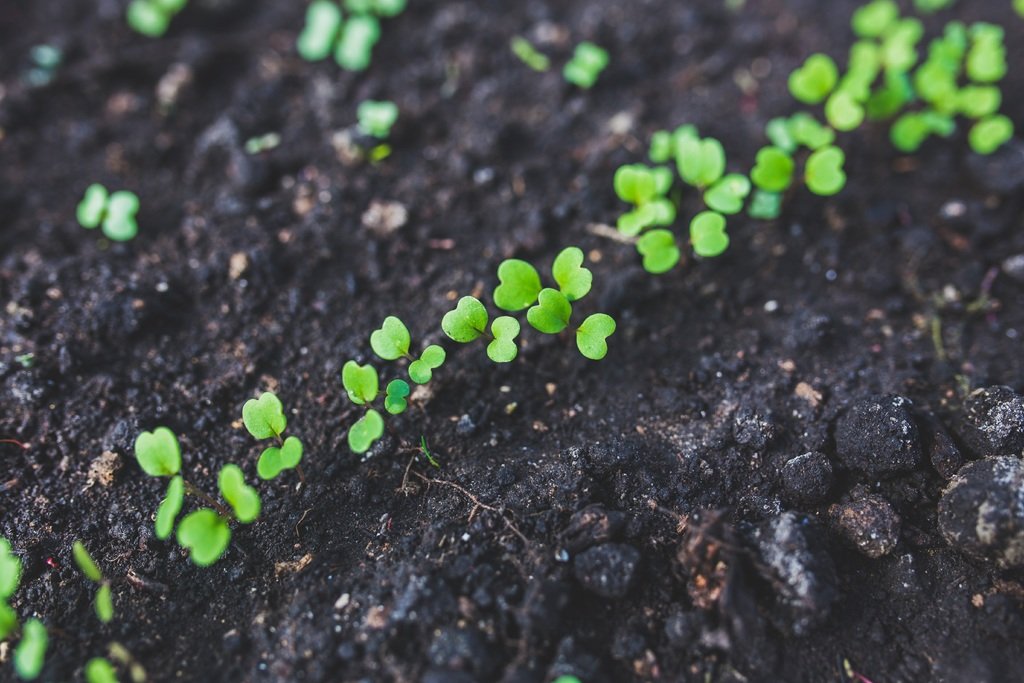 What Are the Indicators of a Healthy Soil image - What Are the Indicators of a Healthy Soil