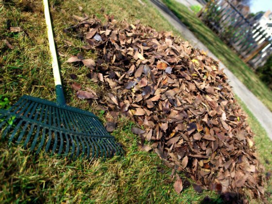 featured image - What You Should Avoid When Taking Care of Your Lawn