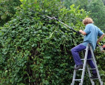 featured image - Why you Need Tree Trimming and Pruning This Summer