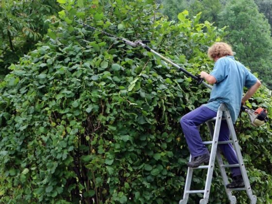 featured image - Why you Need Tree Trimming and Pruning This Summer