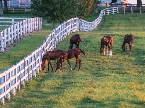 featured image - A Delve into the World of Horse Fencing