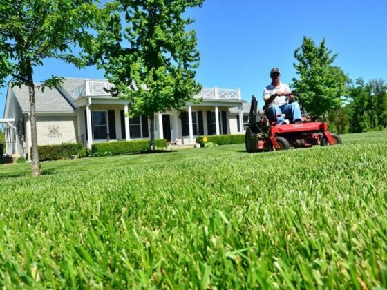 featured image - Best Ways to Find a Lawn Care Professional Service Provider