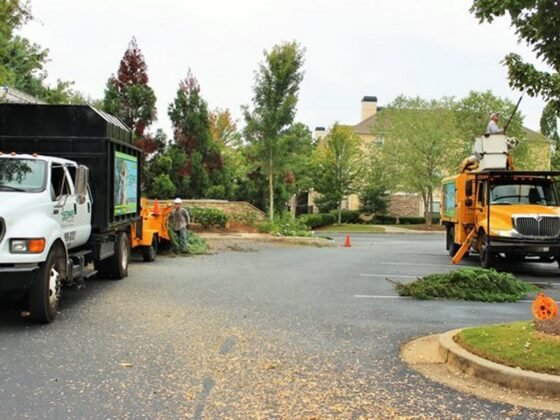 featured image - How to Get the Best Tree Service at Reasonable Price