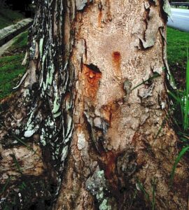 featured image - Major Warning Signs and Tree Damage Symptoms
