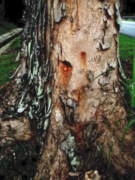 Major Warning Signs and Tree Damage Symptoms