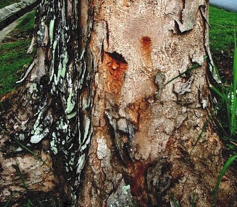 featured image - Major Warning Signs and Tree Damage Symptoms
