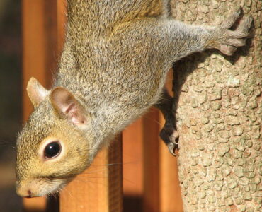 featured image - Preventing Wildlife from Entering Your Yard