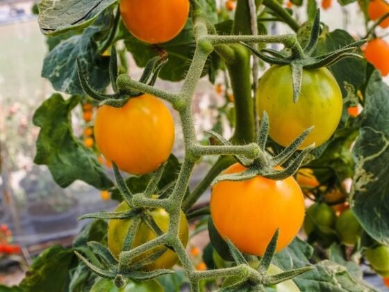 featured image - Simple Vegetables for Your Home Garden