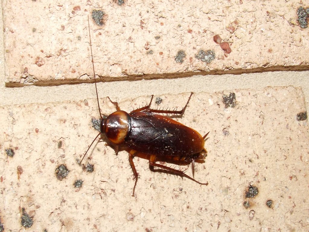 featured image - Tips To Keep Cockroaches Away from Your Home