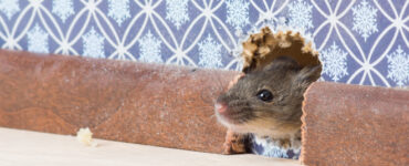 featured image - DIY Tips to Get Rid of Mice Like a Pro
