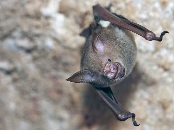 featured image - Do You Have an Animal Living in Your Wall Read This!